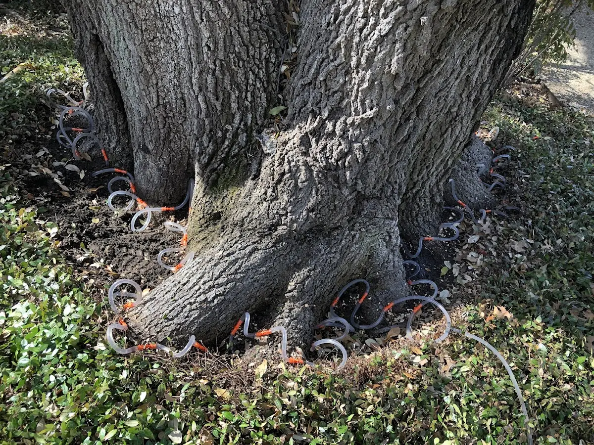 Detailed Tree Cabling and Bracing job site in Kanab